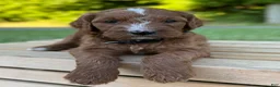 Irish Doodle dogs for sale: Juniper - Ad 32