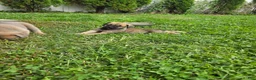 Cane Corso dogs for sale: Freya - Ad 15