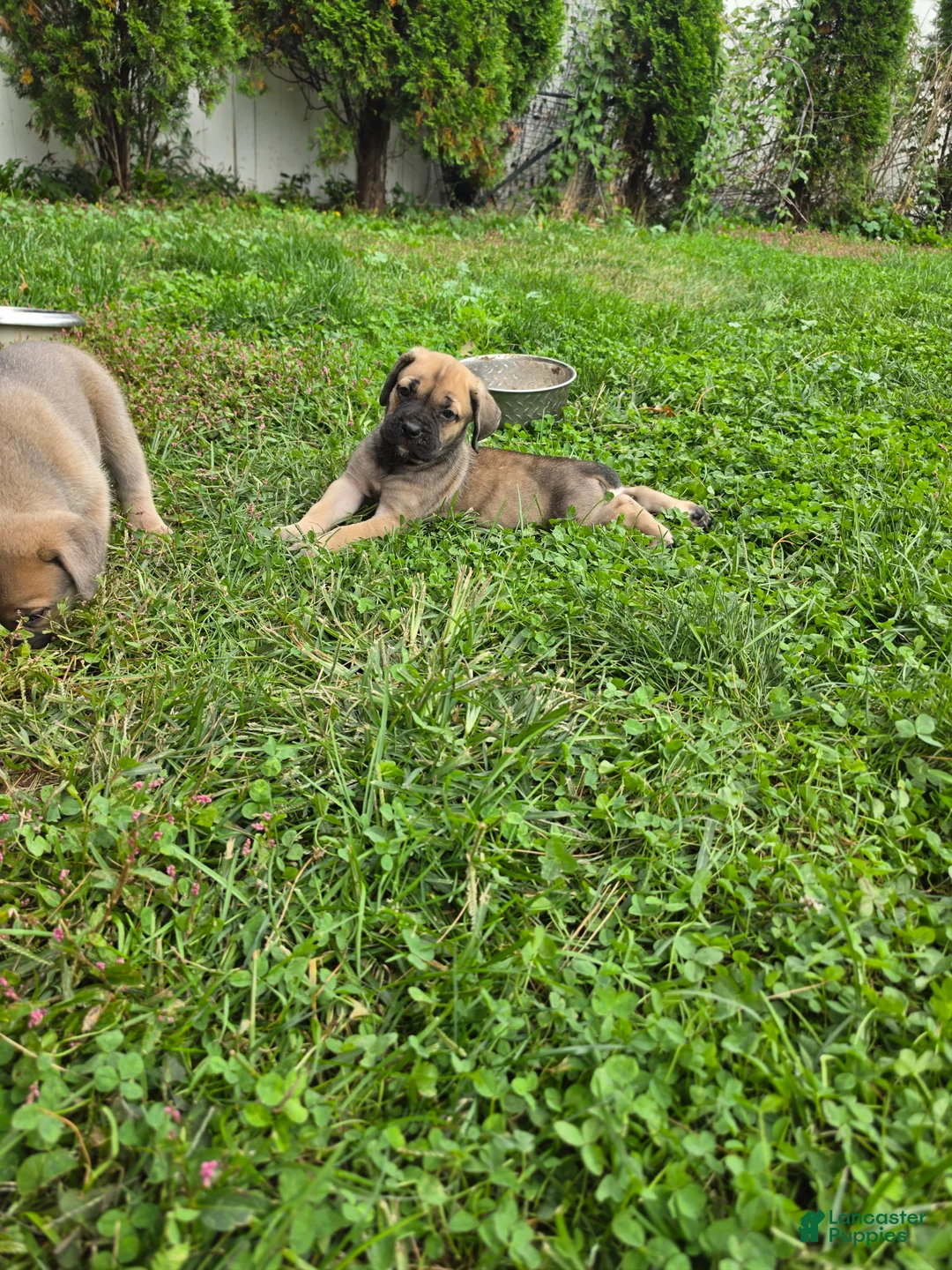 Cane Corso dogs for sale: Freya - Ad 15