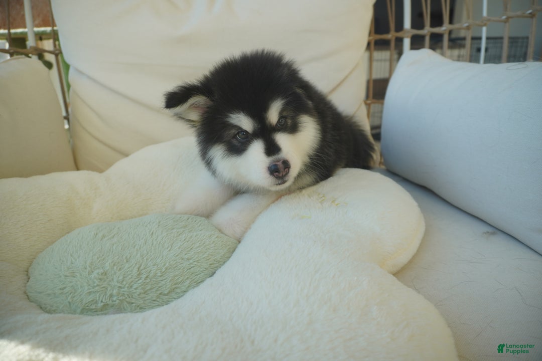 Alaskan Malamute dogs for sale: Xiao Zi - Ad 8