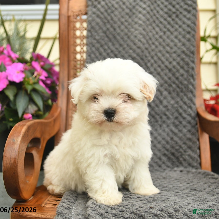 Maltipoo dogs Missy  - Ad 2