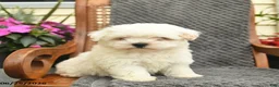 Maltipoo dogs for sale: Missy  - Ad 2