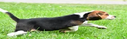 Beagle dogs for sale: Piper - Ad 11