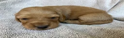 Miniature Dachshund dogs for sale: DAWWG POUND’S POCKET-SIZED QB - Ad 3