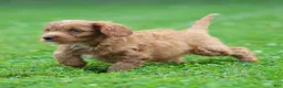 Cavalier King Charles Spaniel dogs for sale: Violet Cavalier King Charles Spaniel  - Ad 11