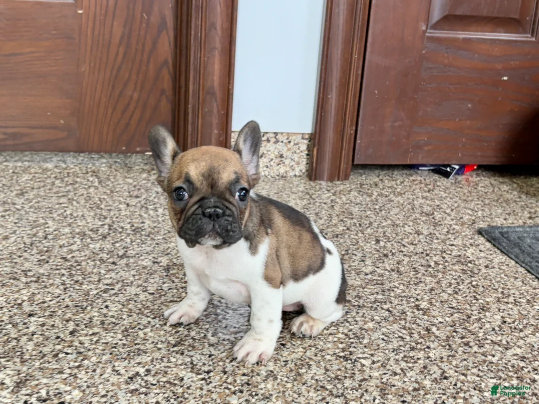 French Bulldog dogs for sale: French Bulldog Puppy 2 - Ad 2