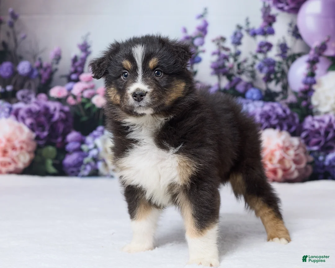 Australian Shepherd dogs for sale: Theo - Ad 2