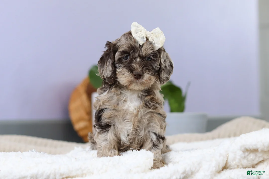 Cockapoo dogs for sale: Elianna  - Ad 3