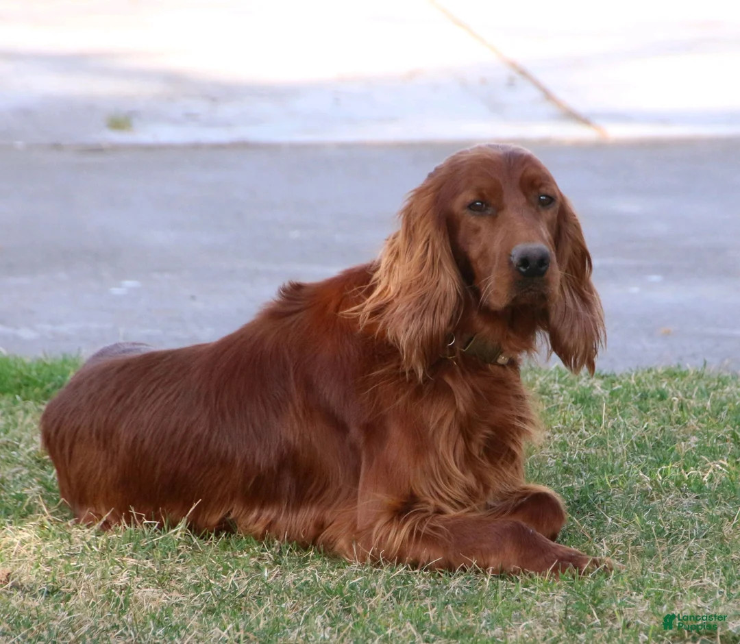 Irish Setter dogs for sale: Axel - Ad 3