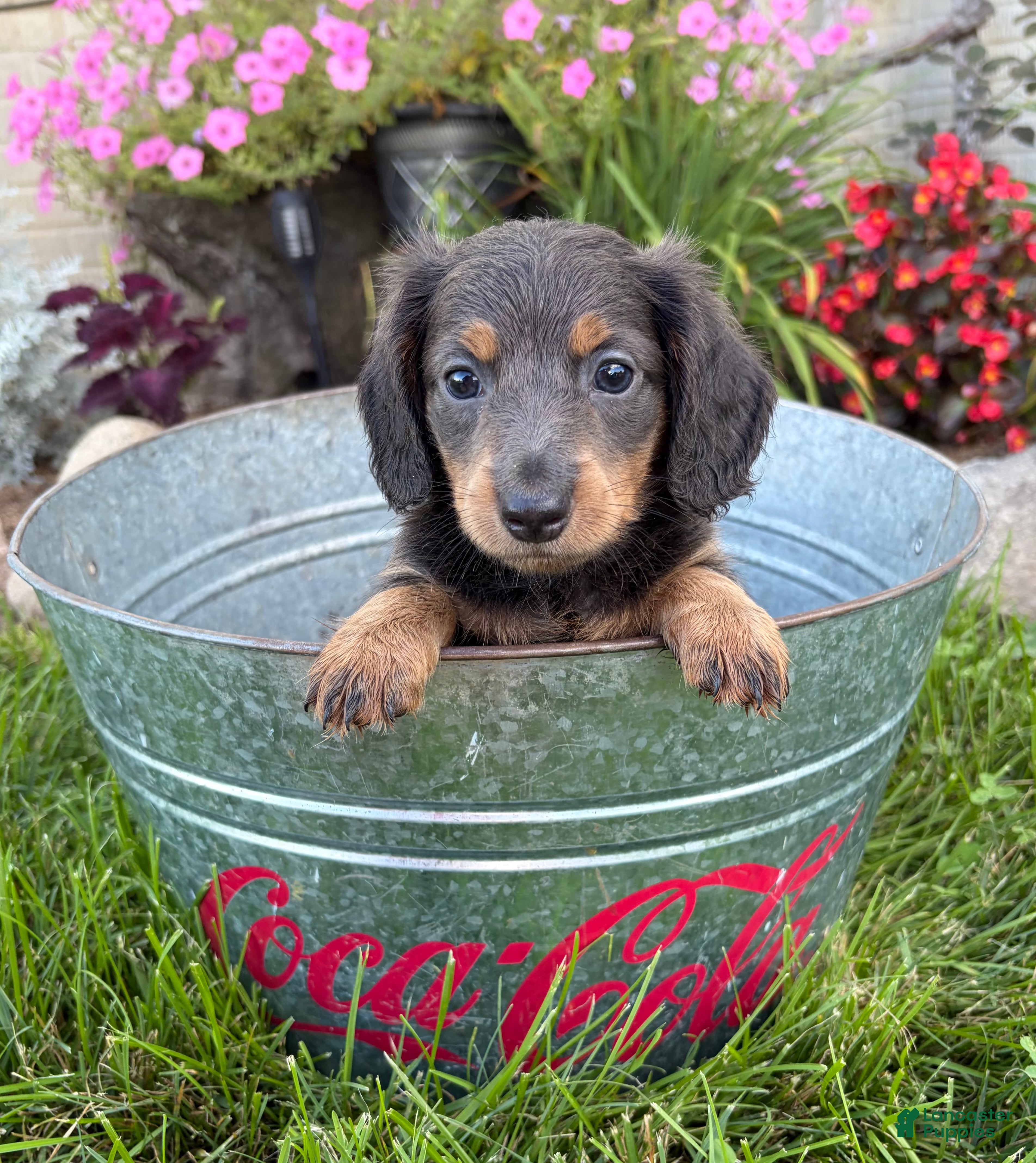 Miniature Dachshund dogs Nash - Ad 1