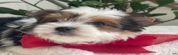 Biewer Terrier dogs for sale: Toby - Ad 4