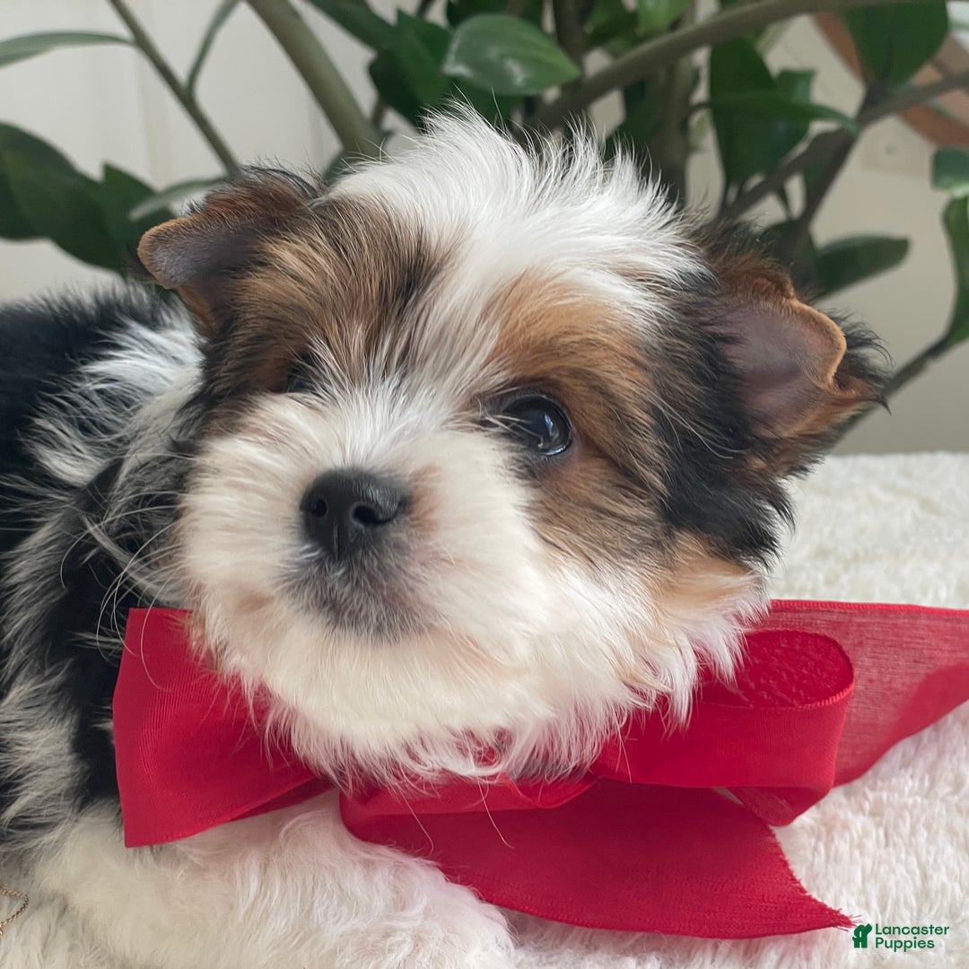 Biewer Terrier dogs for sale: Toby - Ad 4