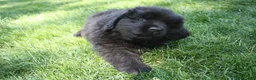 Newfoundland dogs for sale: Midnight - Ad 7