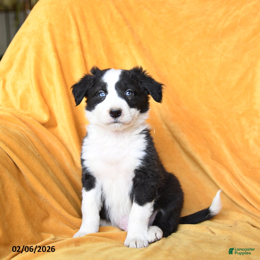 Border Collie dogs Wasabi - Ad 37