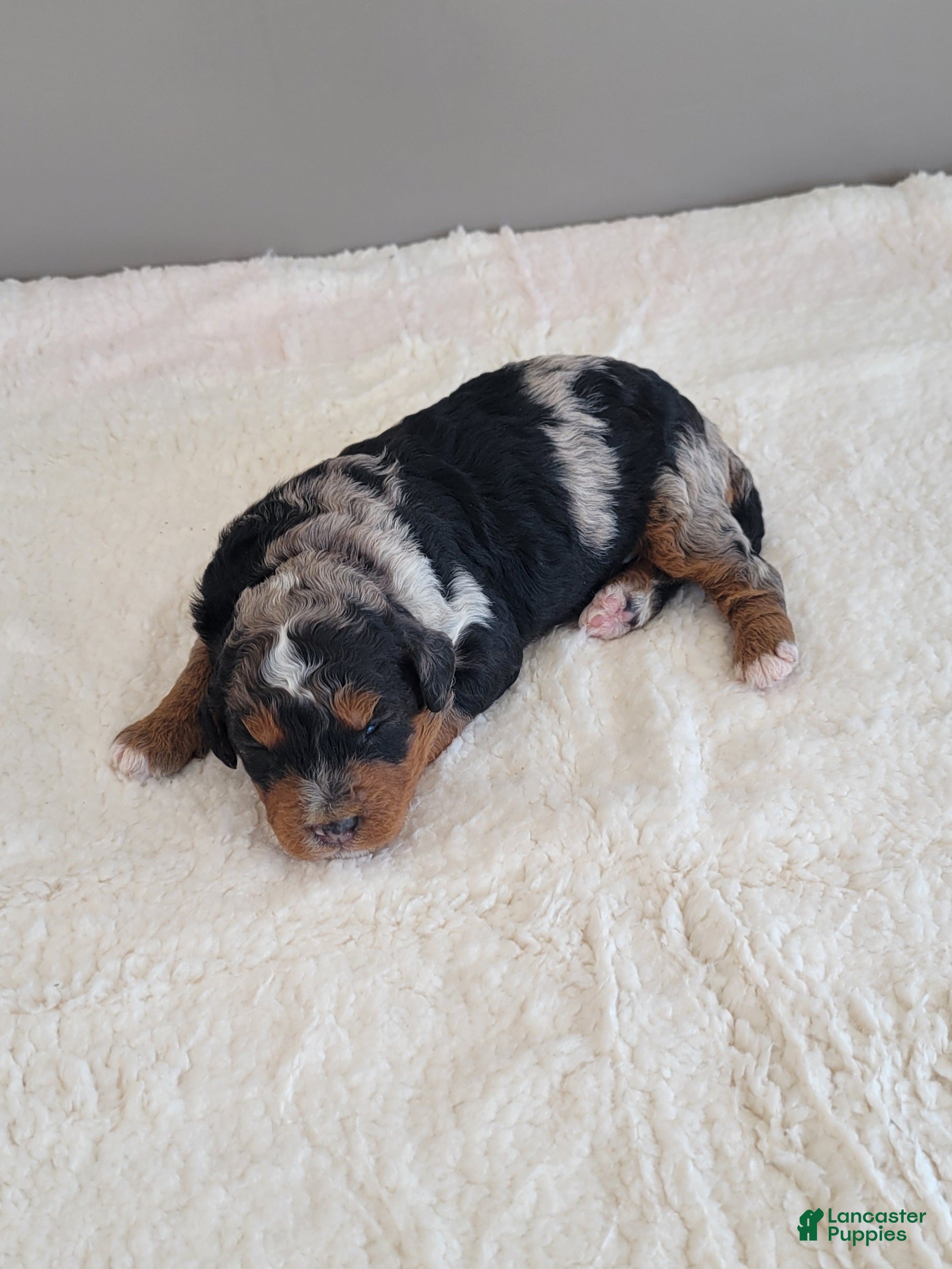 Mini Bernedoodle dogs Ace - Ad 2