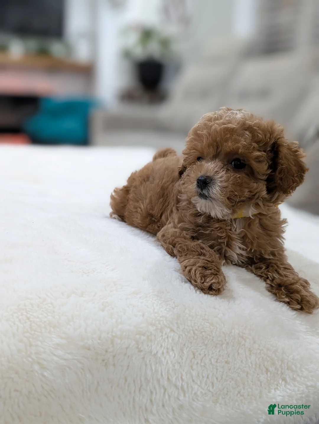 Shihpoo dogs for sale: Joy - Ad 2