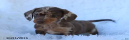 Miniature Dachshund dogs for sale: Otto - Ad 2