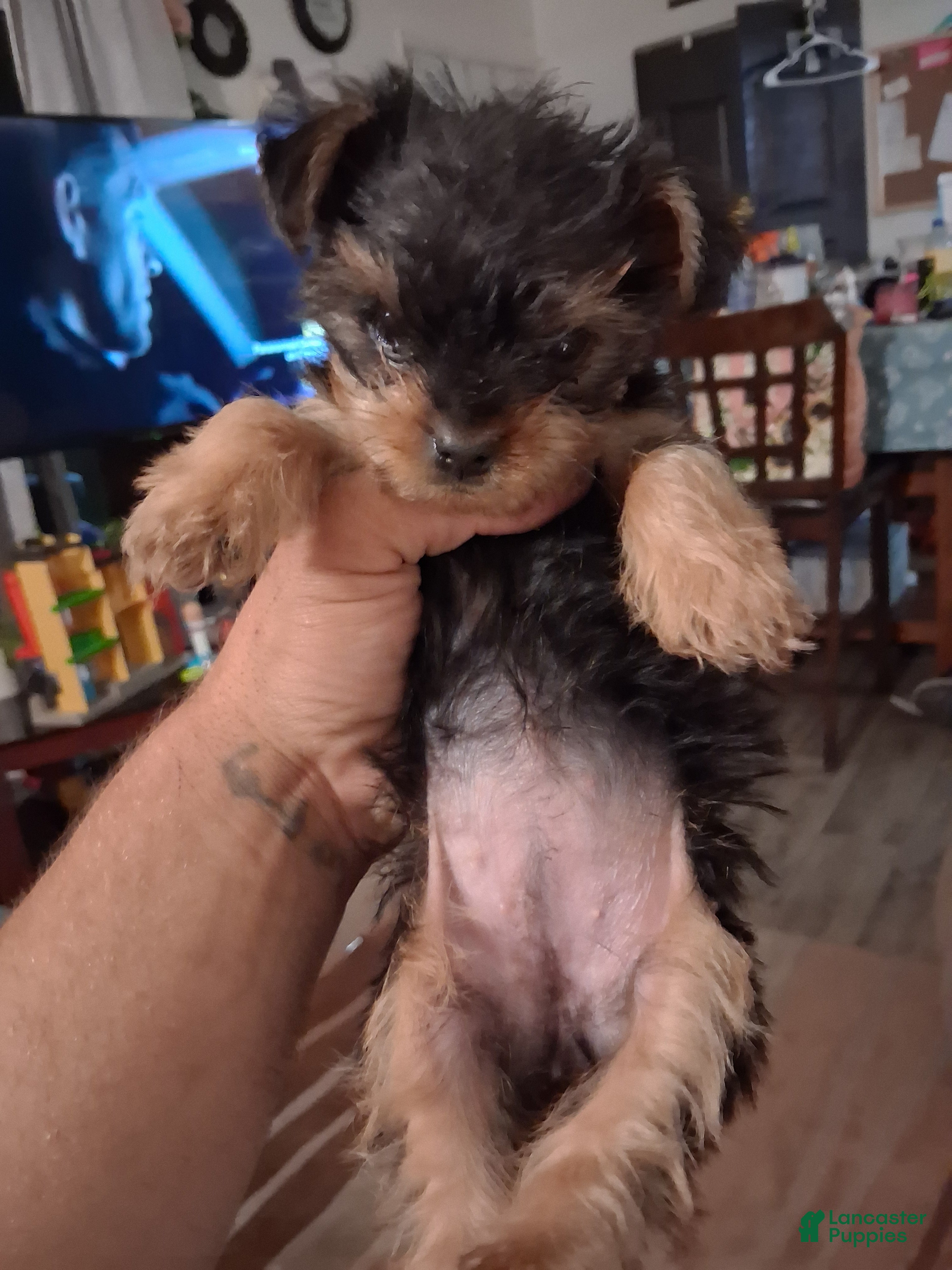 Yorkshire Terrier dogs Yorkshire Terrier Puppy 2 - Ad 34
