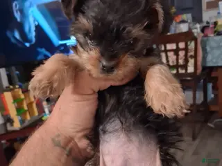 Yorkshire Terrier dogs Yorkshire Terrier Puppy 2 - Ad 34