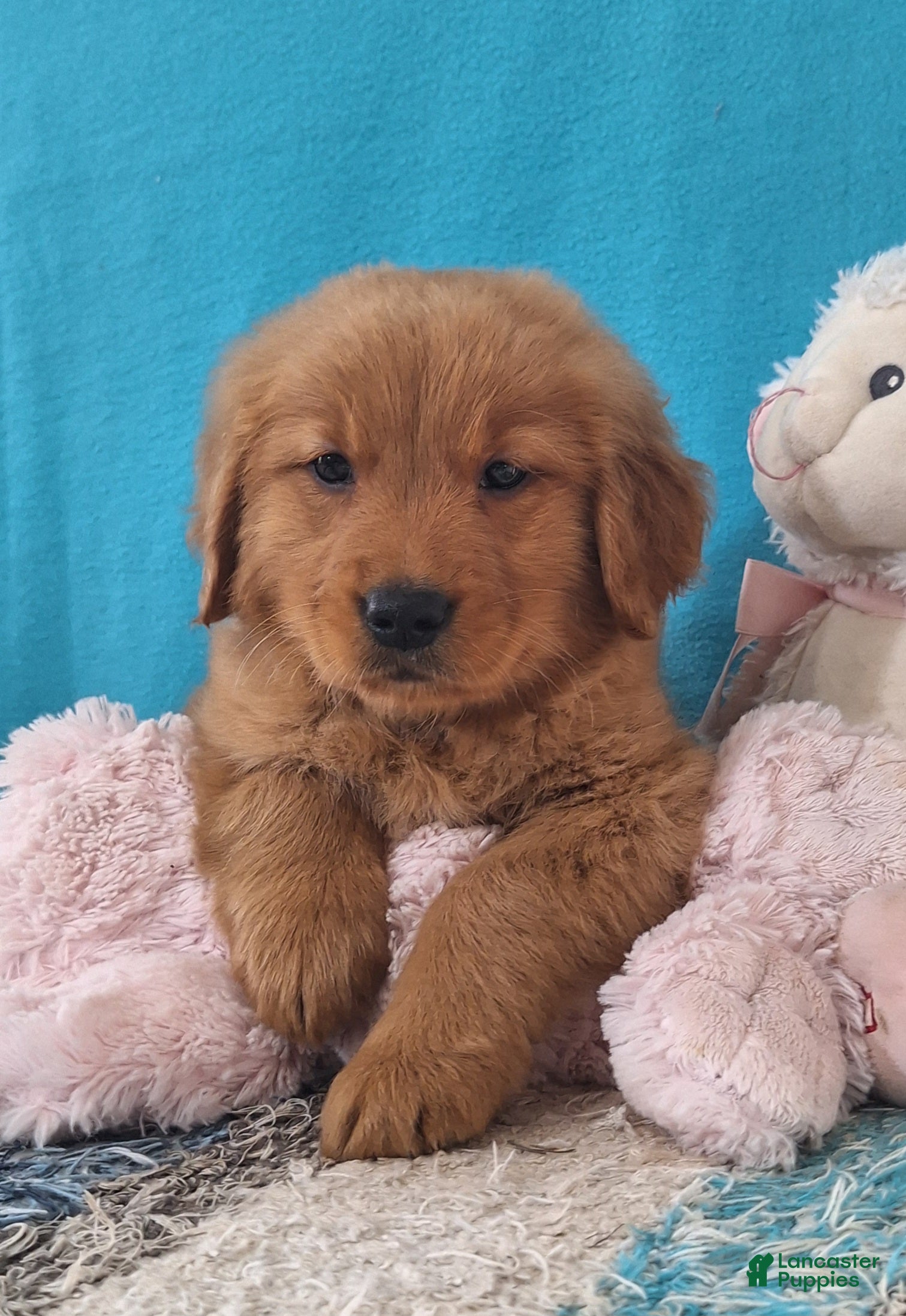 Golden Retriever dogs Cyrus - Ad 1