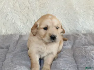 Golden Retriever dogs Bobby the TRAINED Golden Retriever Puppy - Ad 11