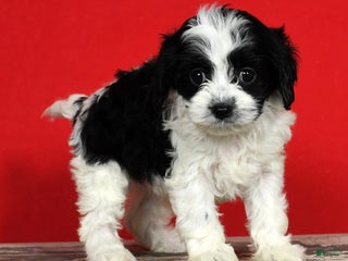 Cavapoo dogs - Ad 22