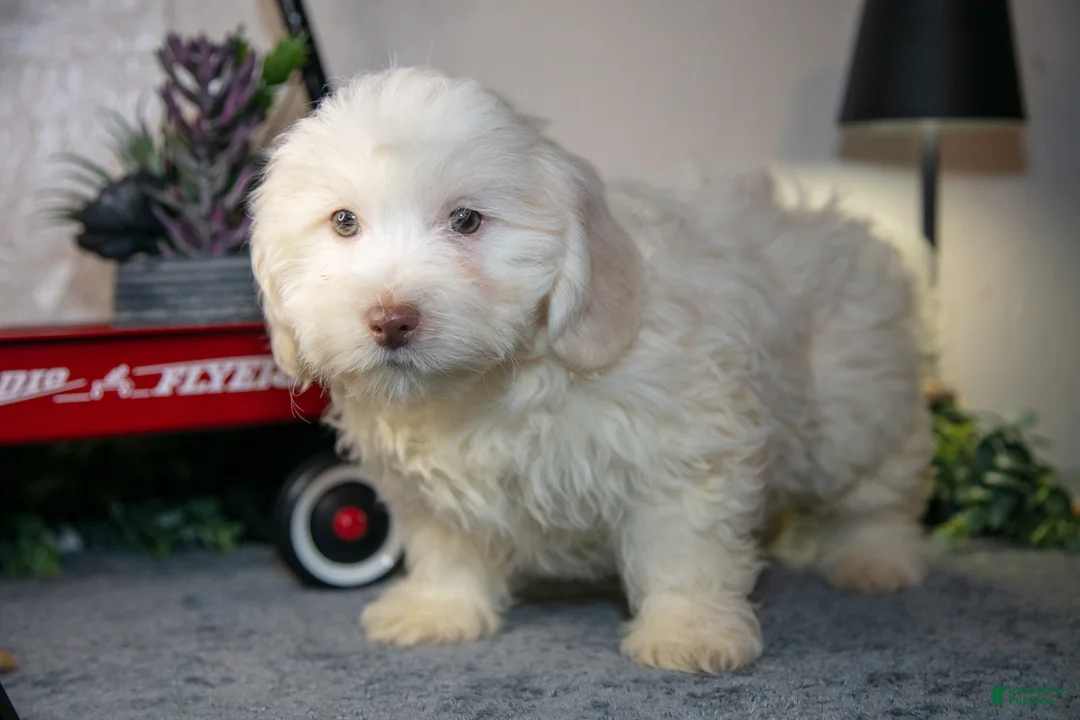 Teddy Bear dogs for sale: Valentino - Ad 3