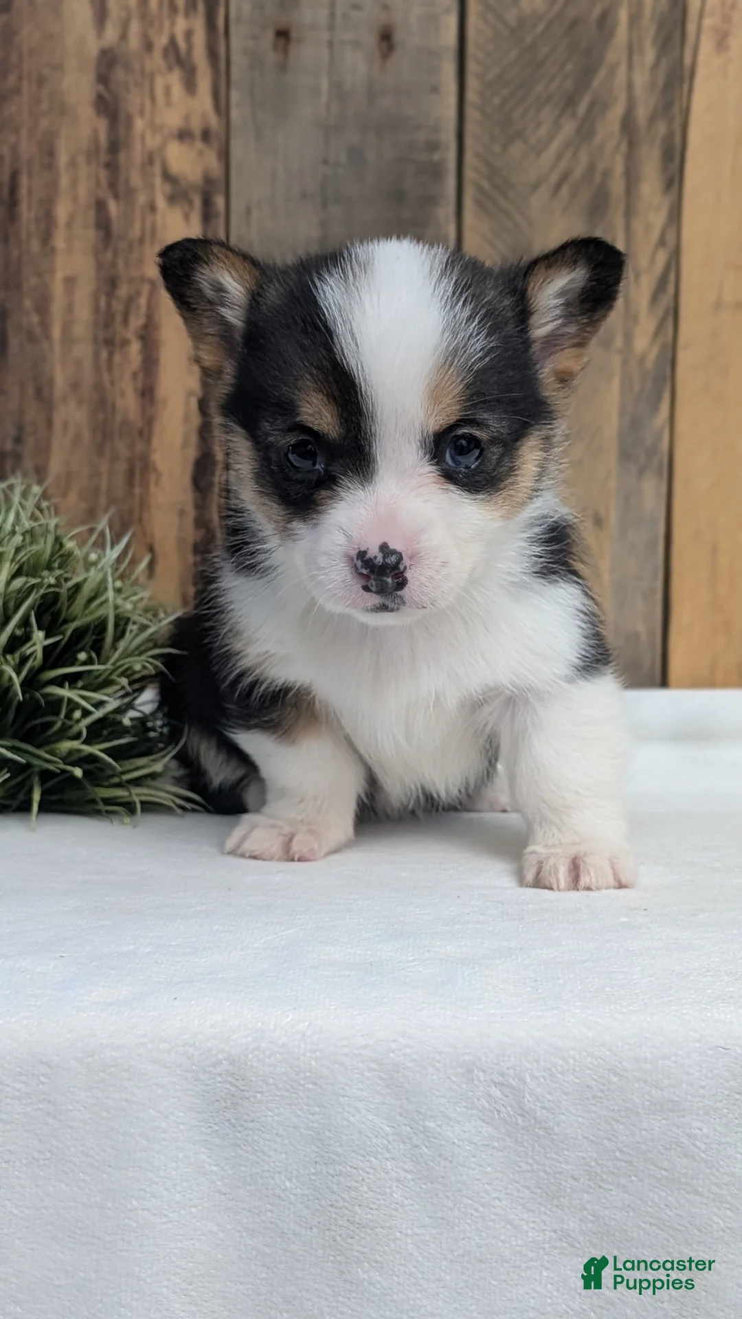 Welsh Corgi Pembroke dogs for sale: Felicity  - Ad 2