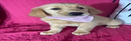 Golden Retriever dogs for sale: Gwen - Ad 4