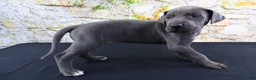 Great Dane dogs for sale: Blue - Ad 11