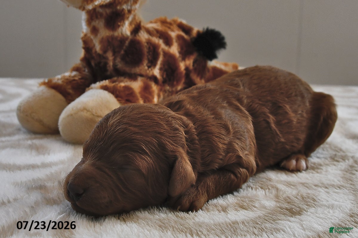 Mini Goldendoodle dogs Archie  - Ad 1