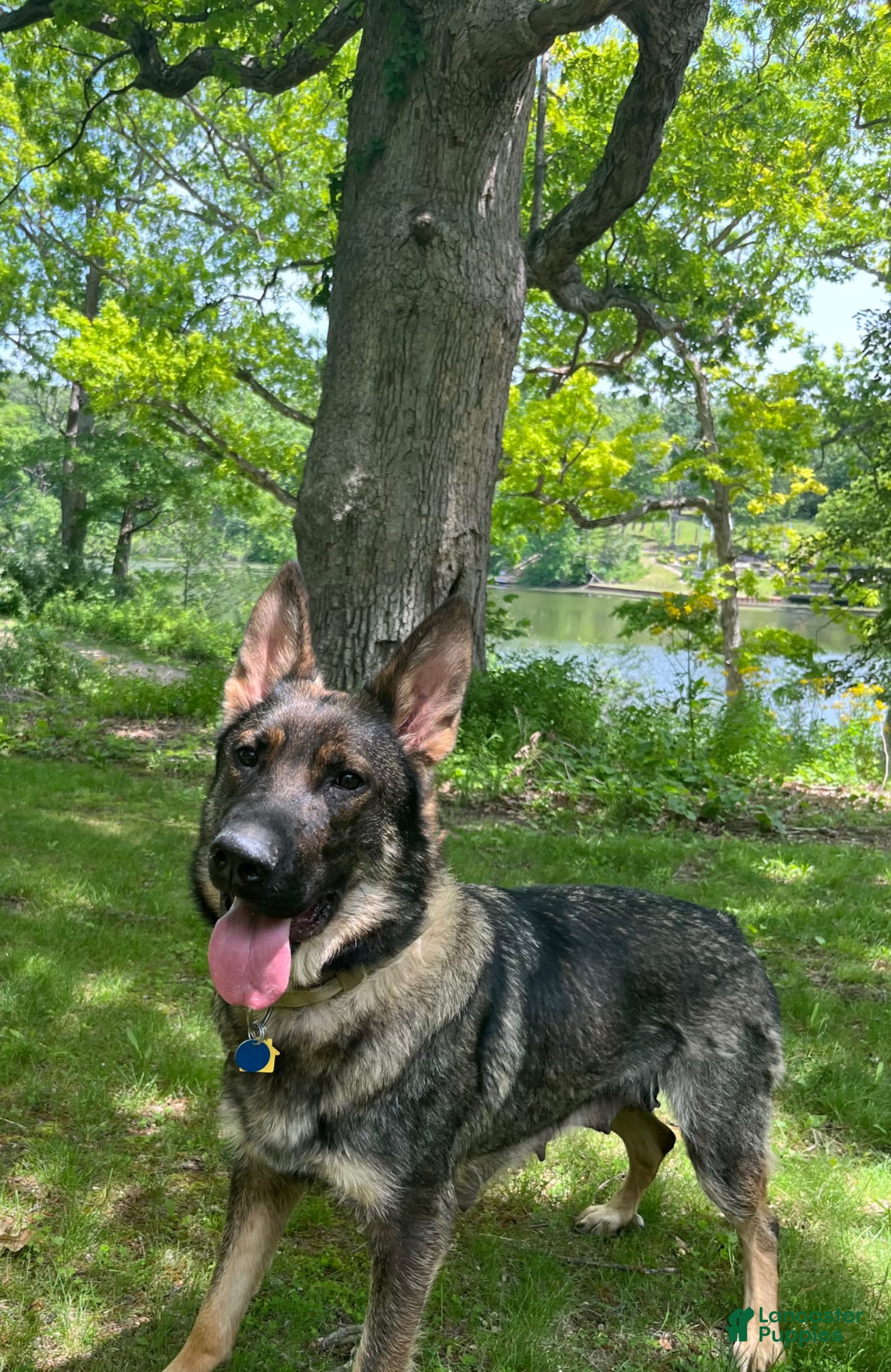 German Shepherd dogs German Shepherd Puppy 4 - Ad 2