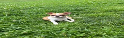 Chihuahua dogs for sale: Cookie - Ad 4