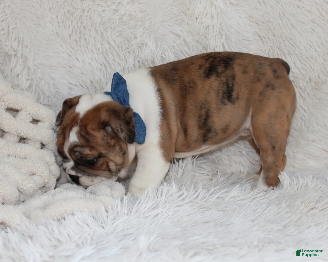 English Bulldog dogs for sale: AKC Oakley - Ad 6