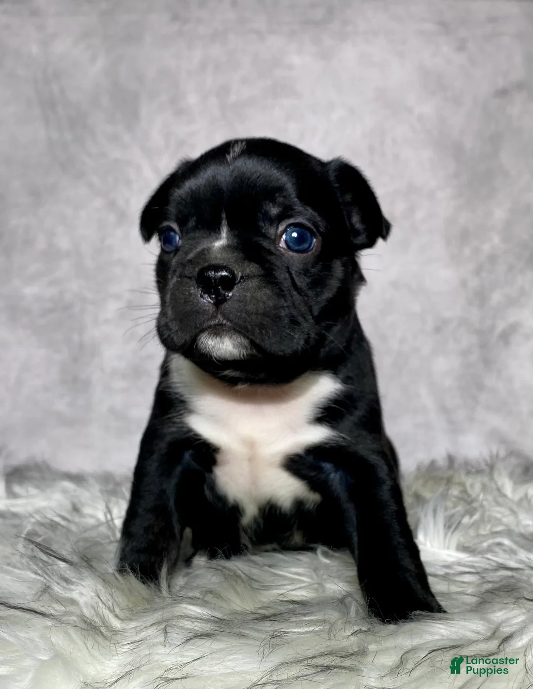 Mixed Breed dogs for sale: Mr Milo - Ad 2