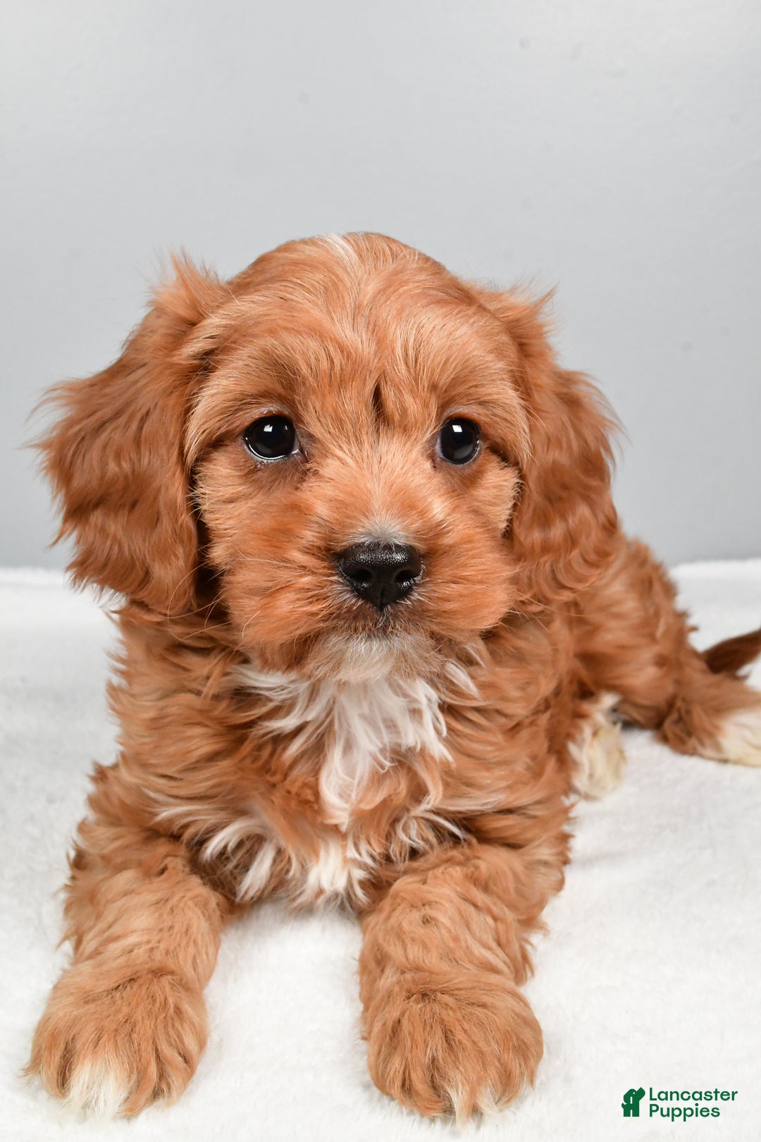Cavapoo dogs for sale: Spencer  - Ad 2