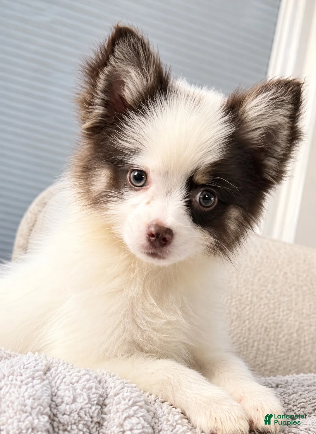 Pomsky dogs for sale: Pomsky 1 - Ad 1