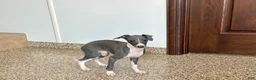 Italian Greyhound dogs for sale: Larry - Ad 6