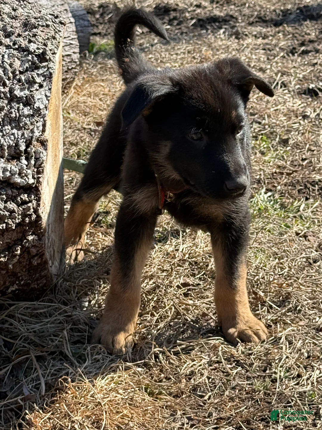 German Shepherd dogs for sale: Red - Ad 2