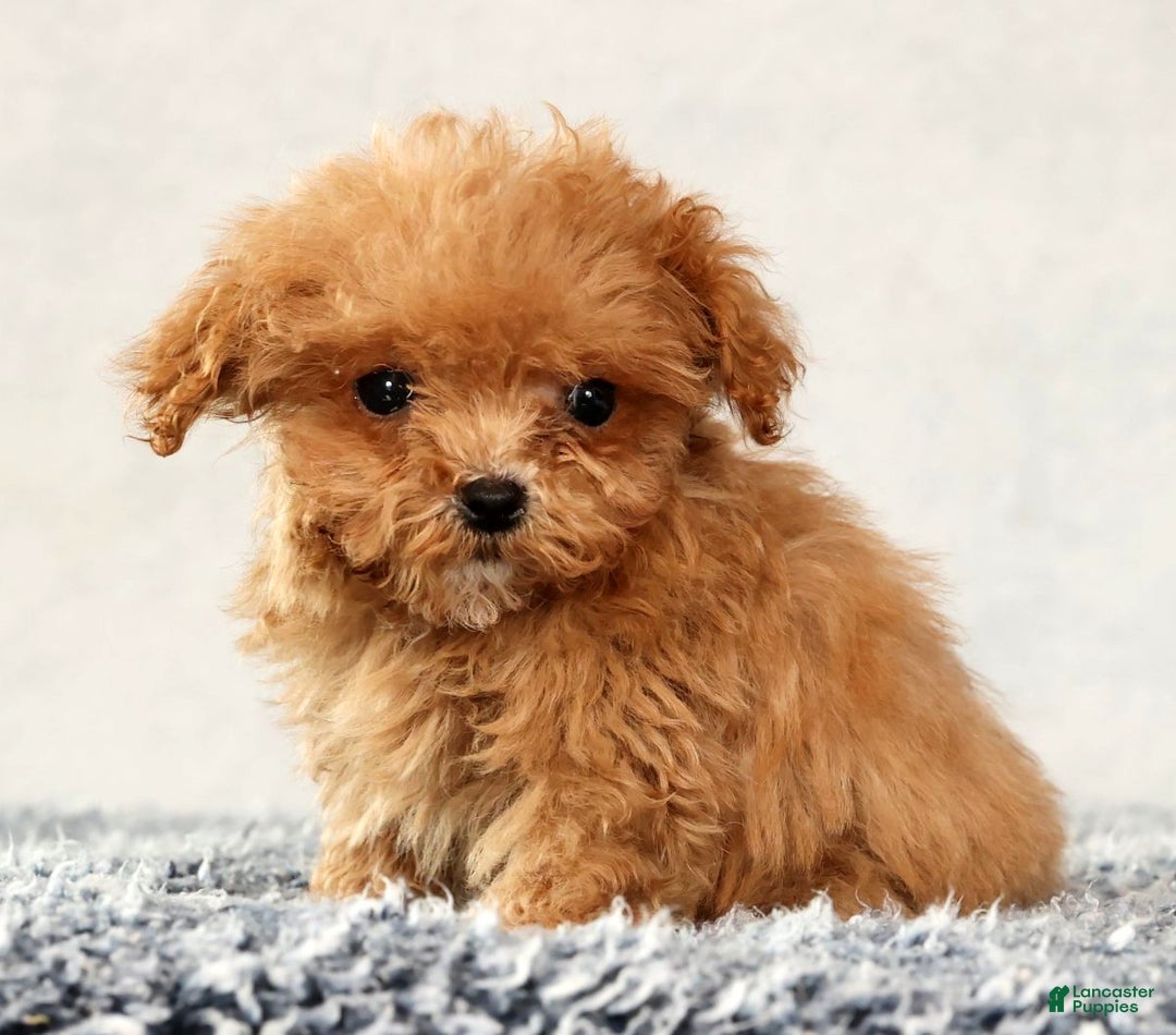 Havapoo dogs for sale: Ulysses - Ad 7