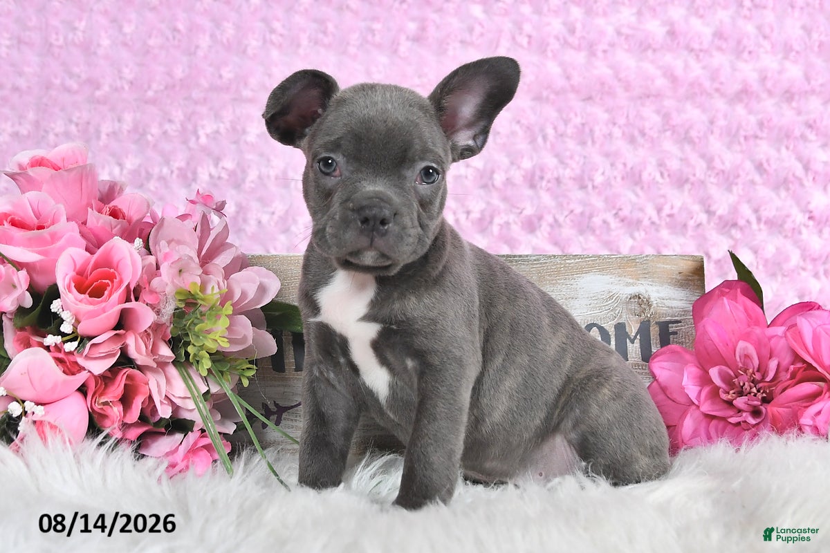 Frenchton dogs Lonny - Ad 2