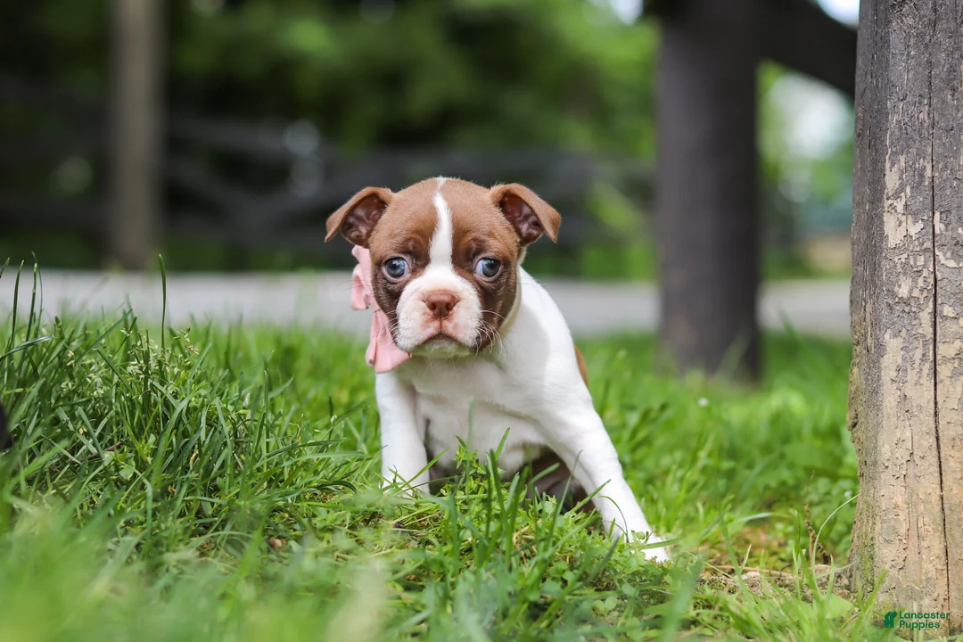 Boston Terrier dogs for sale: Fern - Ad 2
