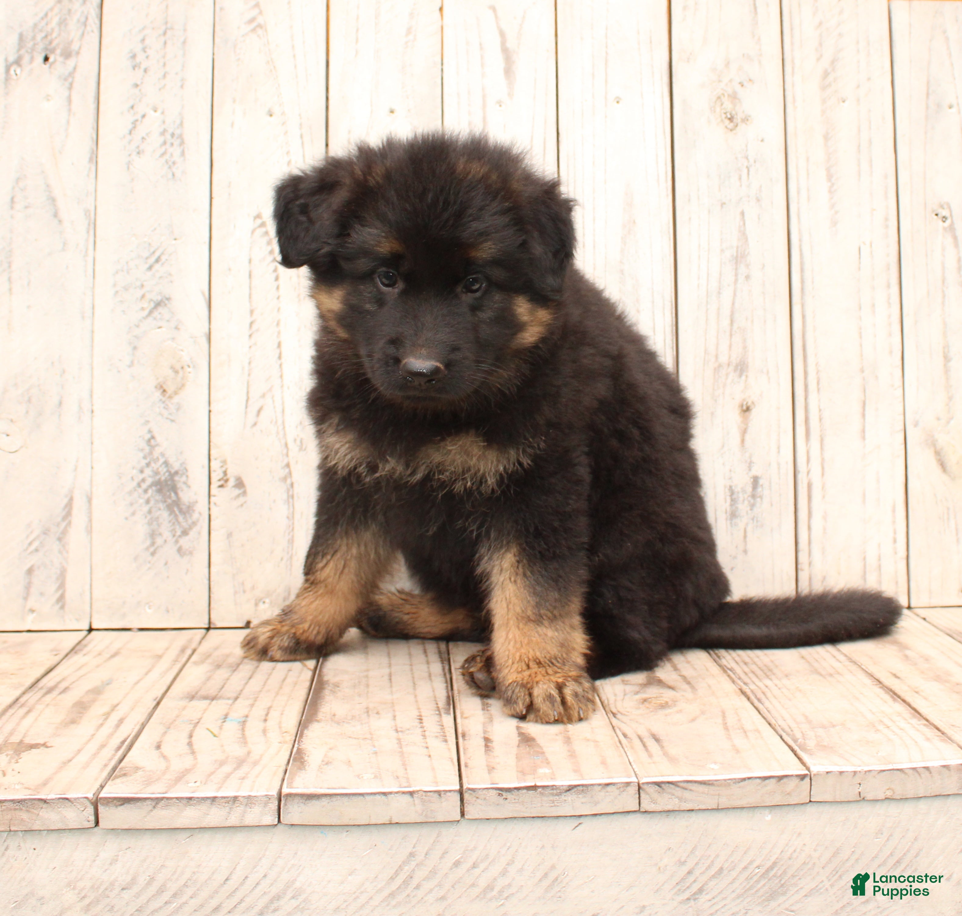 German Shepherd dogs Sasha - Ad 2