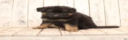German Shepherd dogs for sale: Sasha - Ad 2