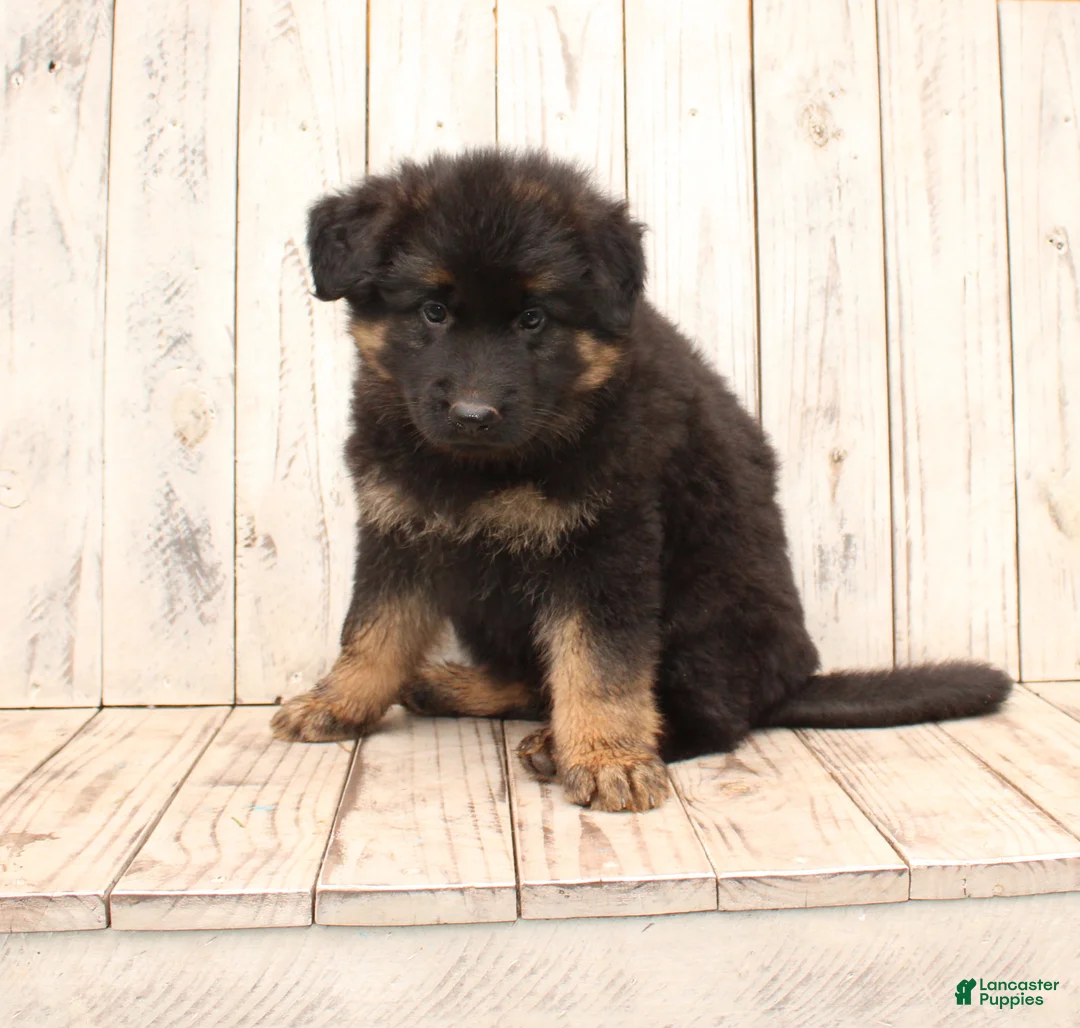 German Shepherd dogs for sale: Sasha - Ad 2