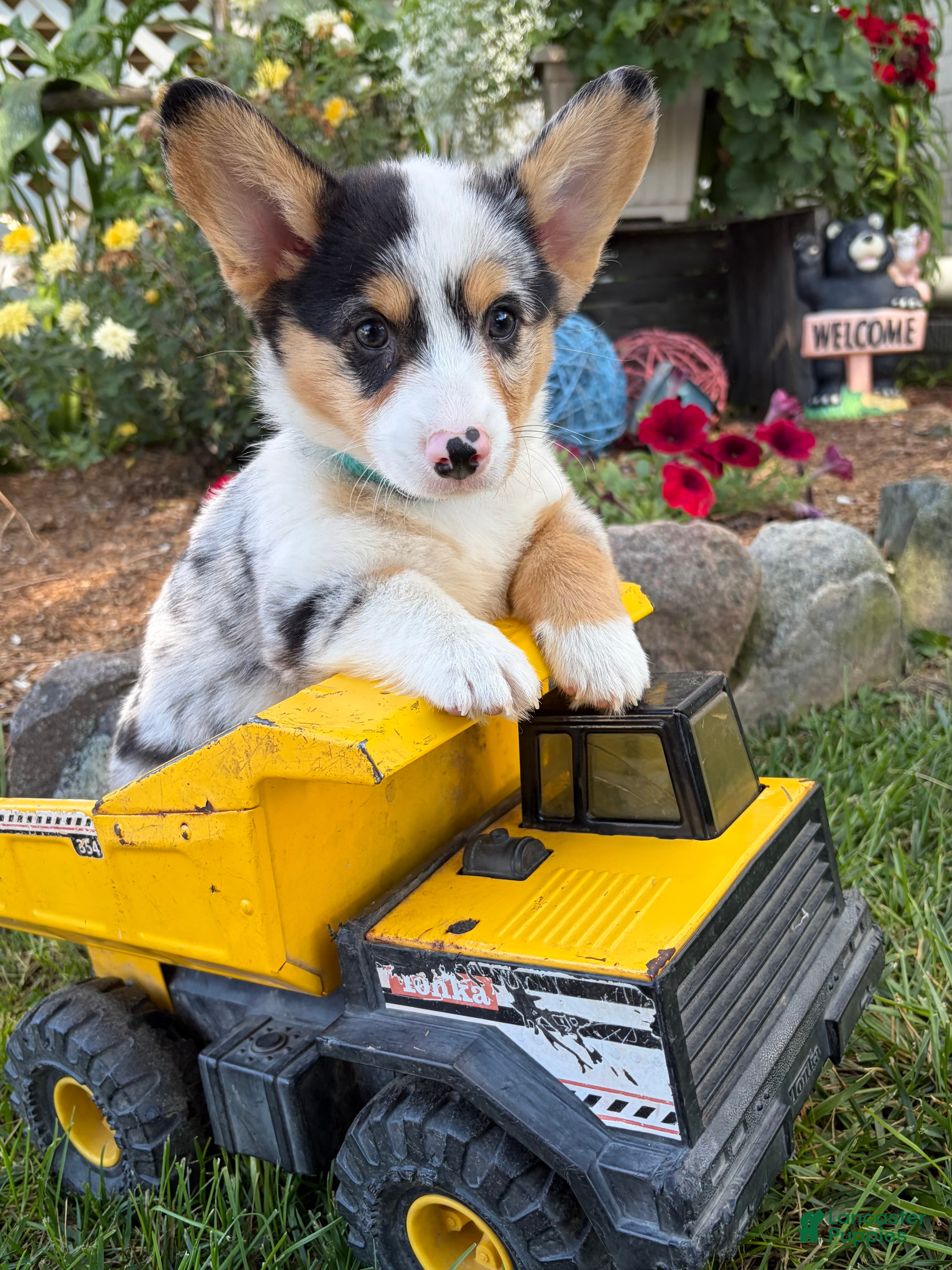 Welsh Corgi Pembroke dogs Nash - Ad 2