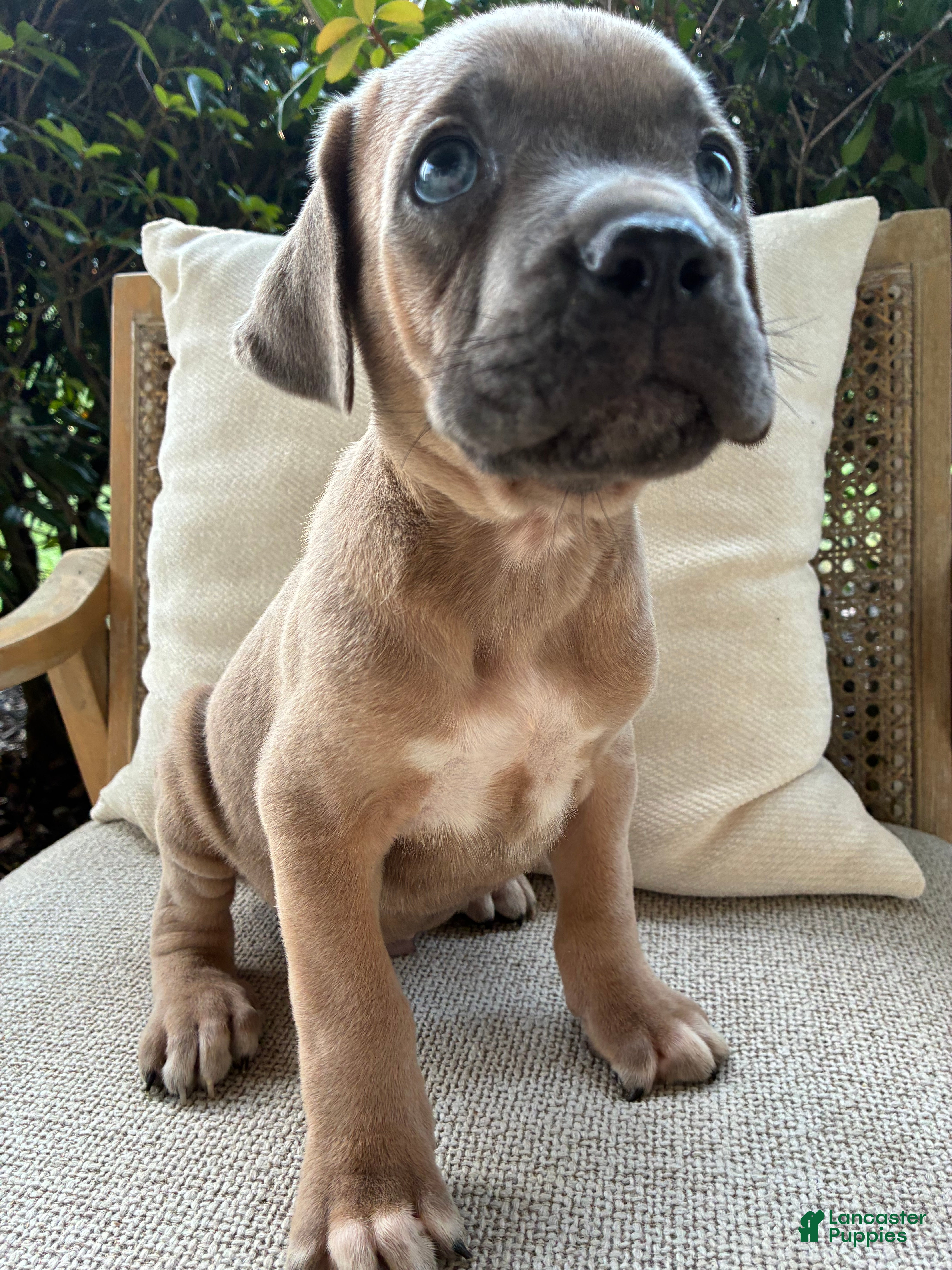 Cane Corso dogs Cane Corso Formentino  - Ad 7