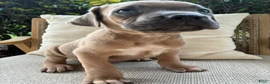 Cane Corso Formentino 