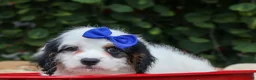 Cavapoo dogs for sale:  Parker🐾 - Ad 8