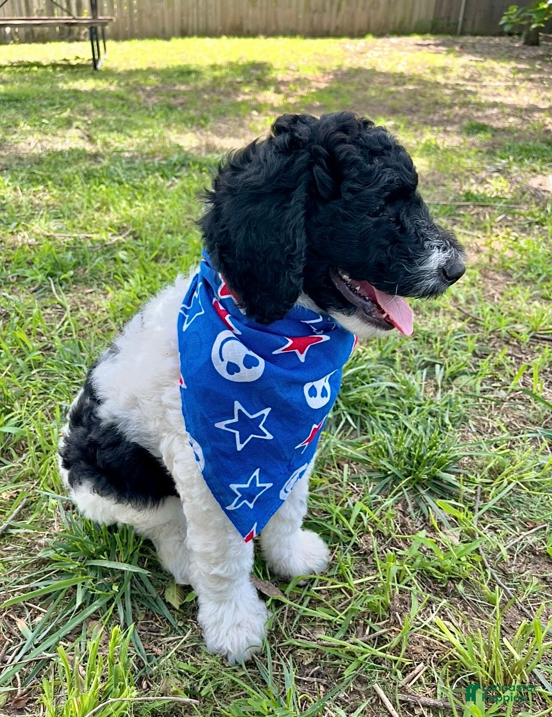 Standard Poodle dogs Standard Poodle 3 - Ad 3